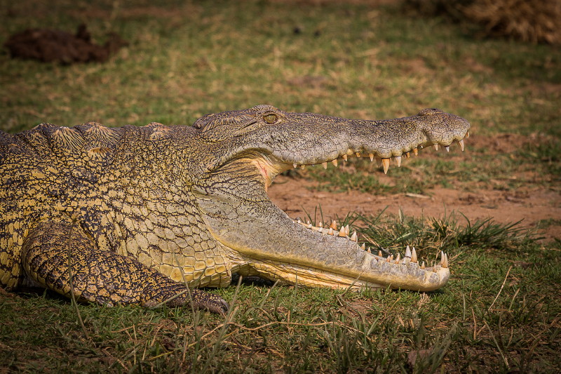 43 Oeganda, Queen Elizabeth NP, nijlkrokodil.jpg